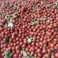 عناب تازه امسال