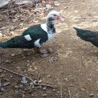 فروش اردک اسراییلی|حیوانات مزرعه|املش, |دیوار