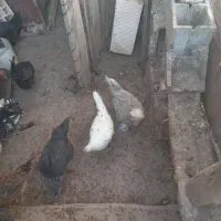 باسلام فروش مرغ و خروس