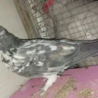 ۲ عدد کبوتر ماده