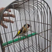 سهره نر بروجردی|پرنده|کارون, |دیوار