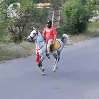 اسب نریان بازیکن آرام