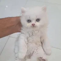 انواع گربه (پرشین بریتیش اسکاتیش )