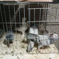 کفتر|پرنده|اردکان, |دیوار