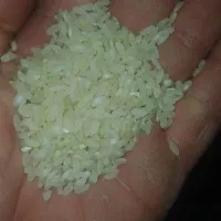 برنج کامفیروزی اعلا و نو و تازه آسیاب شده