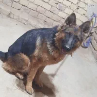 سگ ژرمن|سگ|یزد, |دیوار