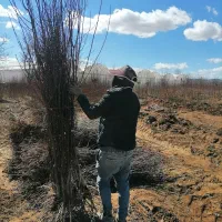 نهال بادام نهالستان|خدمات باغبانی و درختکاری|سپیدان, |دیوار