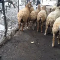 بره نر پای پروار|حیوانات مزرعه|چهاردانگه (آذربایجان), |دیوار