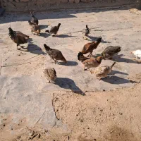 مرغ و وارگ و خروس سالم