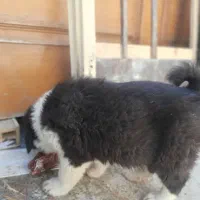 سگ وتوله اصیل بته دار|سگ|اهواز, آریاشهر|دیوار