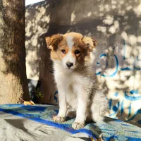 سگ پامر|سگ|پاکدشت, خاتون آباد|دیوار