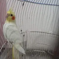 عروس هلندی ماده