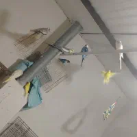 طوطی برزیلی مرغ عشق مولد باتخم وجوجه معاوضه باهرچی|پرنده|کرج, فاز ۵ مهرشهر|دیوار