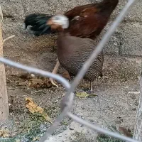 خروس لاری و مرغ شاخدار