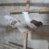 نر پلنگ ماده یکتی