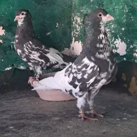 کبوتر چپ و راست کلکسیونی کفتر