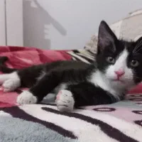 واگذاری گربه DSH(بومی)