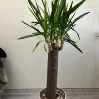 یوکا|گل و گیاه طبیعی|تهران, علیآباد|دیوار