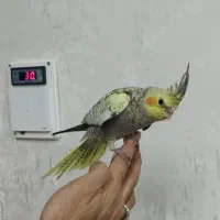 عروس هلندی مرواریدی|پرنده|ری, سیزده آبان|دیوار