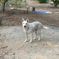 واگذاری ژرمن سفید|سگ|آباده, |دیوار