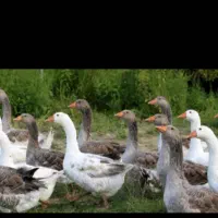 اردک وغاز محلی ارکانیک|حیوانات مزرعه|رضوانشهر, |دیوار