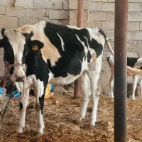 ۲گاو   گوساله ماده