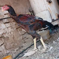جوجه لاری
