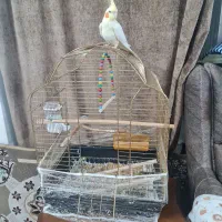 عروس هلندی نر|پرنده|مشهد, کارمندان دوم|دیوار