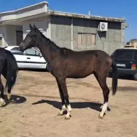 کره نریان ترکمن ۱۷ ماهه مشکی ۵ نشان