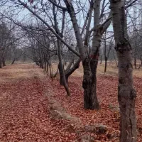 باغ گیلاس پر درآمد