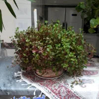 گل طبیعی|گل و گیاه طبیعی|هرسین, |دیوار