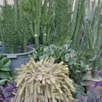 گل طبیعی|گل و گیاه طبیعی|ماهدشت, |دیوار