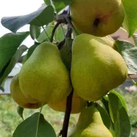 رقم گلابی بیروتی|خدمات باغبانی و درختکاری|مرند, |دیوار