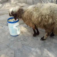 گوسفند نر|حیوانات مزرعه|بندرعباس, |دیوار