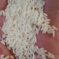 برنج محلی میانه