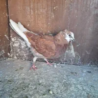 کبوتر پرشی|پرنده|اصفهان, وحید|دیوار