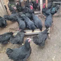 جوجه استرالوپ ۷روزه