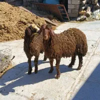 دو سر برخه بران پاییزه