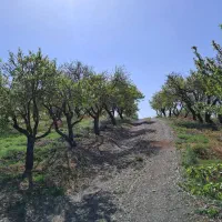 باغ بادام مامائی