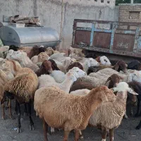 گوسفند زنده