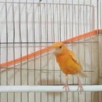 قناری سهره|پرنده|شیراز, میانرود|دیوار