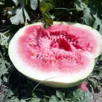 خرید فروش
