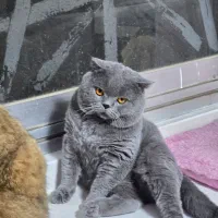 بریتیش نر|گربه|تهران, شهر زیبا|دیوار