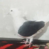 ماده پشت سیاه عطیقه فوق درشت ...۷&۹|پرنده|آبگرم, |دیوار