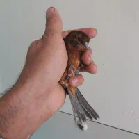 سهره نر خاکی قناری|پرنده|یزد, |دیوار