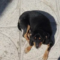 توله نژاد روت وایلر|سگ|دره شهر, |دیوار