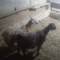 بزجوان