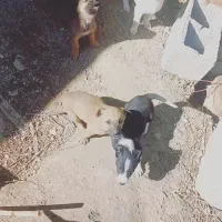 واگذاری سگ پاه کوتاه|سگ|مشهد, کارده|دیوار