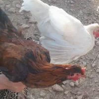 مرغ محلی اصل برای کُشتن