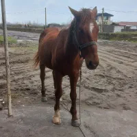 ۲۷ ملیون|اسب و تجهیزات اسبسواری|چاف و چمخاله, |دیوار